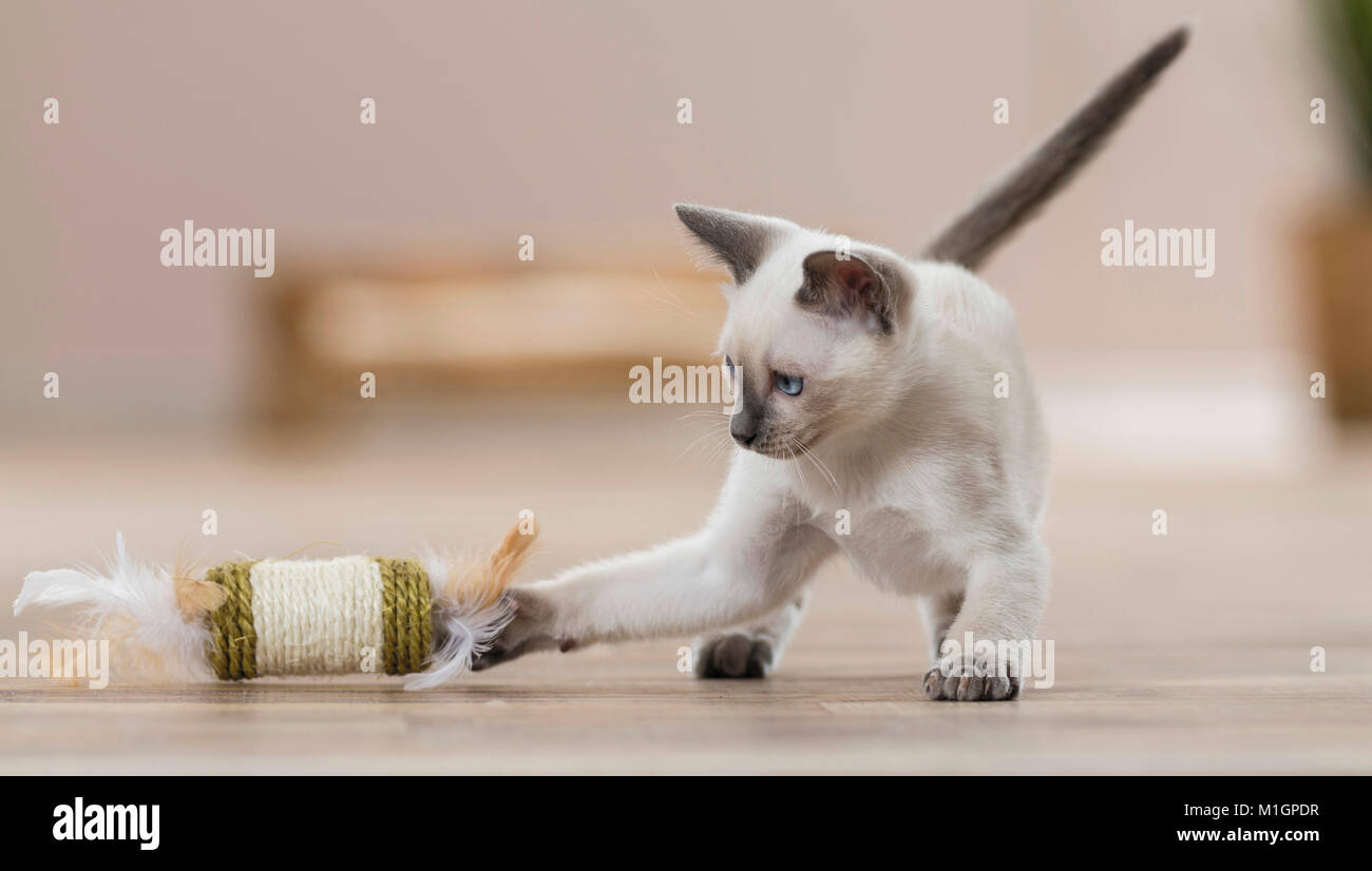 Siamese Cat. Kätzchen spielen in einem Wohnzimmer mit einem Spielzeug. Deutschland. Einschränkung: Nicht für Reiseführer für Heimtierhaltung bis 9/2018 Stockfoto
