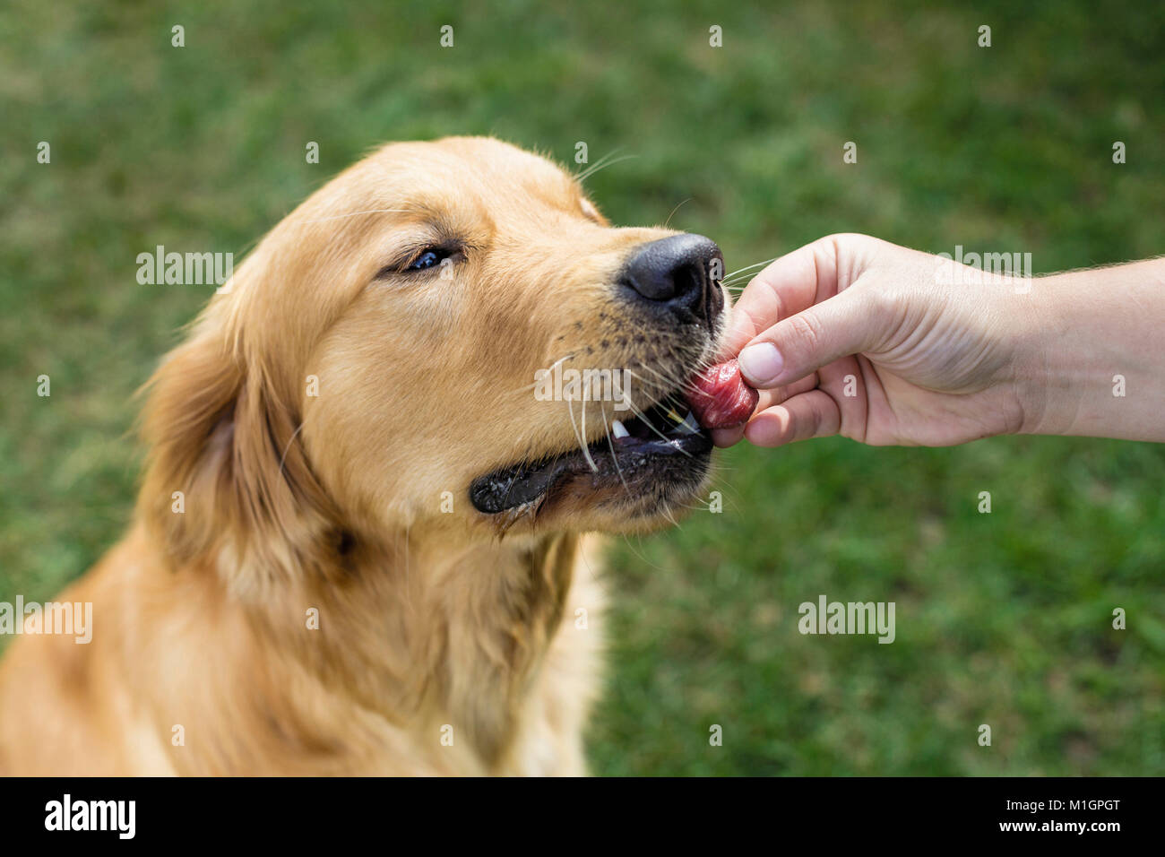 Golden Retriever. Erwachsener Hund essen ein Stück rohes Fleisch aus einer Hand. Deutschland. Einschränkung: Nicht für Reiseführer für Heimtierhaltung bis 9/2018 Stockfoto