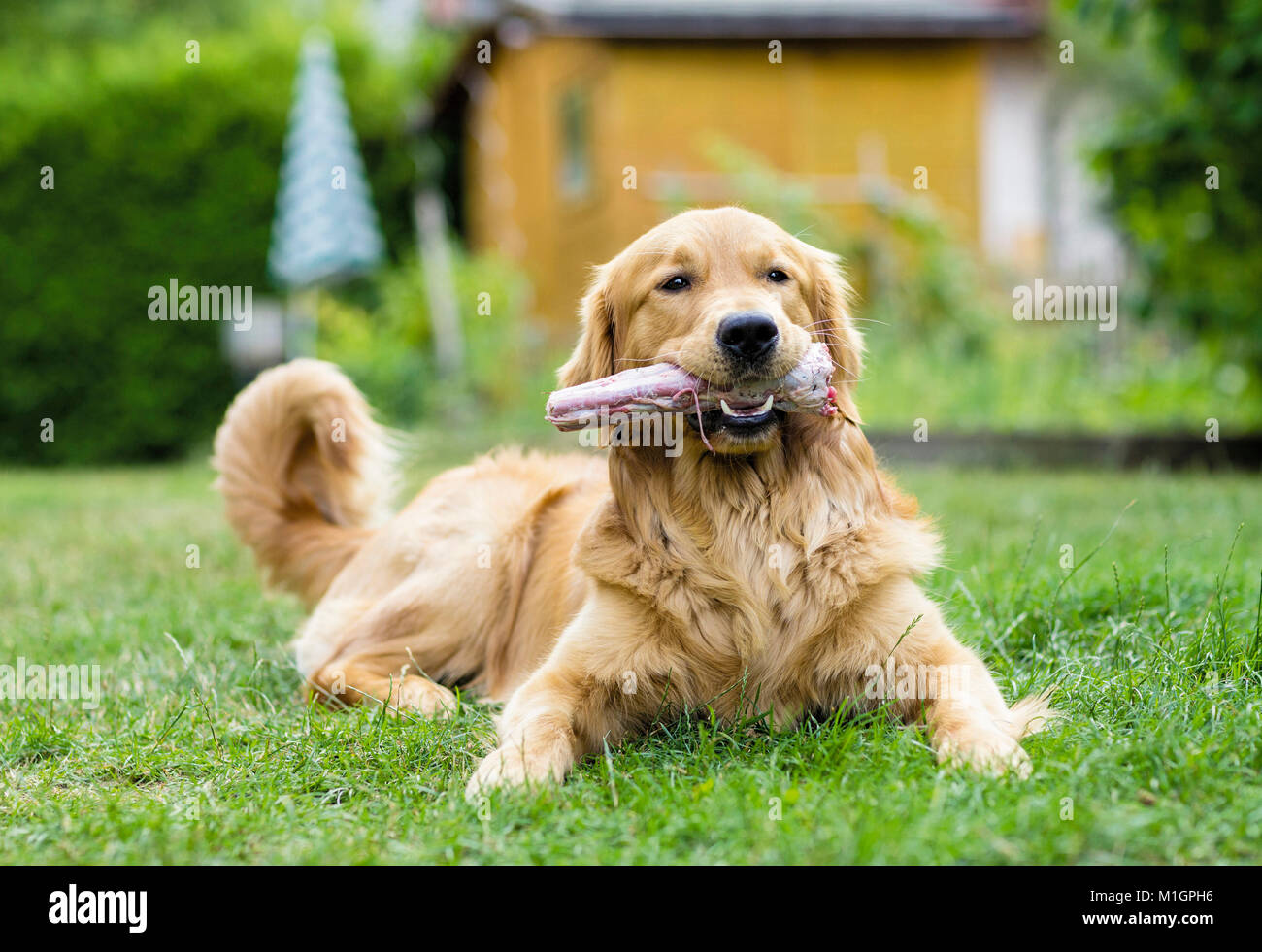 Golden Retriever. Erwachsenen Hund mit einem kräftigen Knochen im Maul. Deutschland. Einschränkung: Nicht für Reiseführer für Heimtierhaltung bis 9/2018 Stockfoto