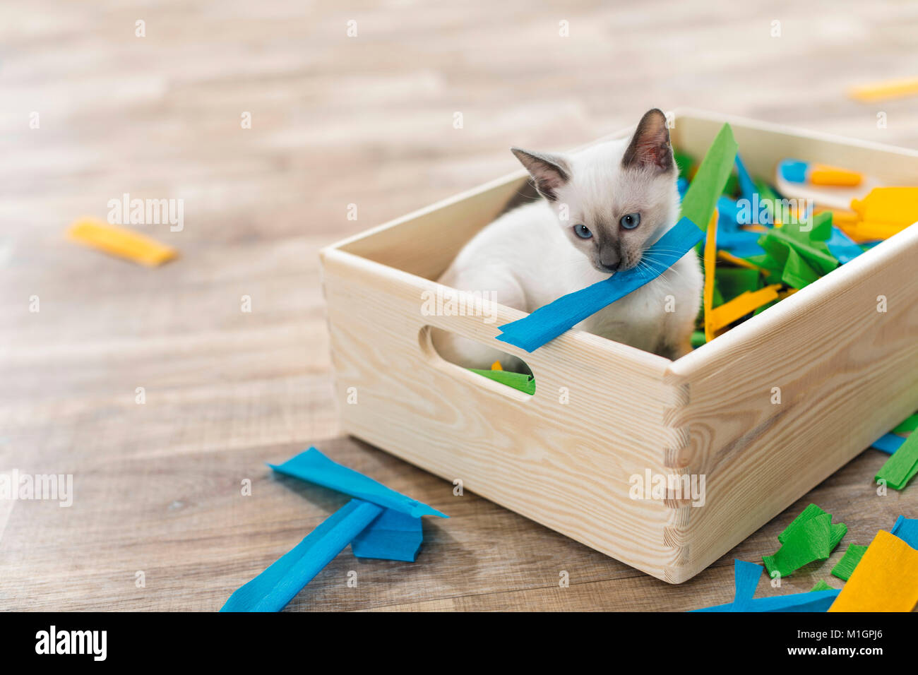 Siamese Cat. Kätzchen spielen in einer Box mit Papier gefüllt. Deutschland. Einschränkung: Nicht für Reiseführer für Heimtierhaltung bis 9/2018 Stockfoto