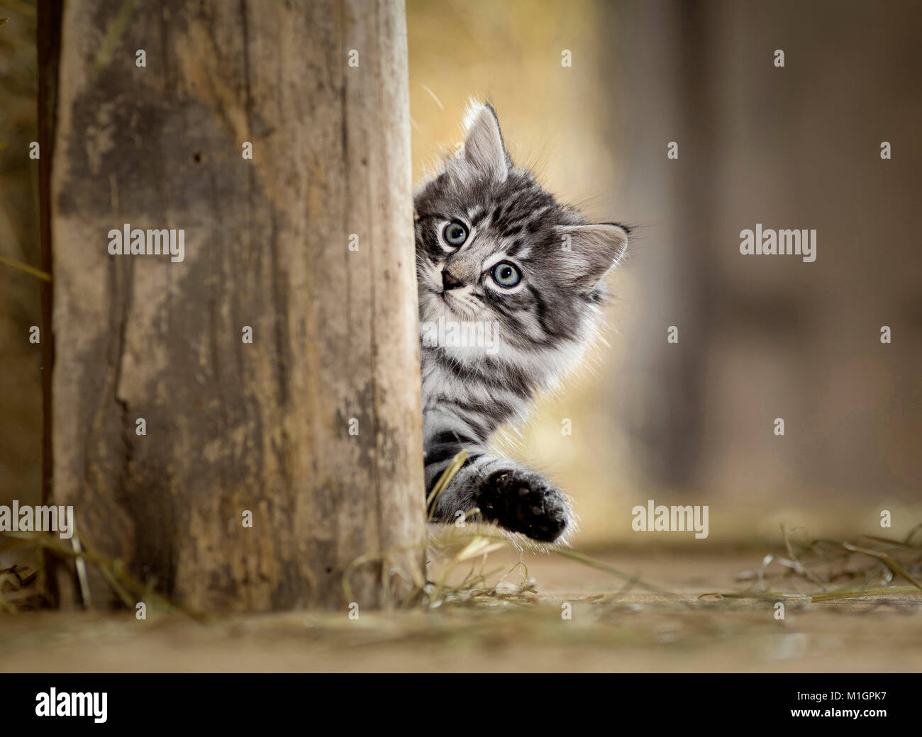 Norwegian Forest Cat. Kätzchen mit Blick hinter einen Holzbalken in einer Scheune. Deutschland Stockfoto