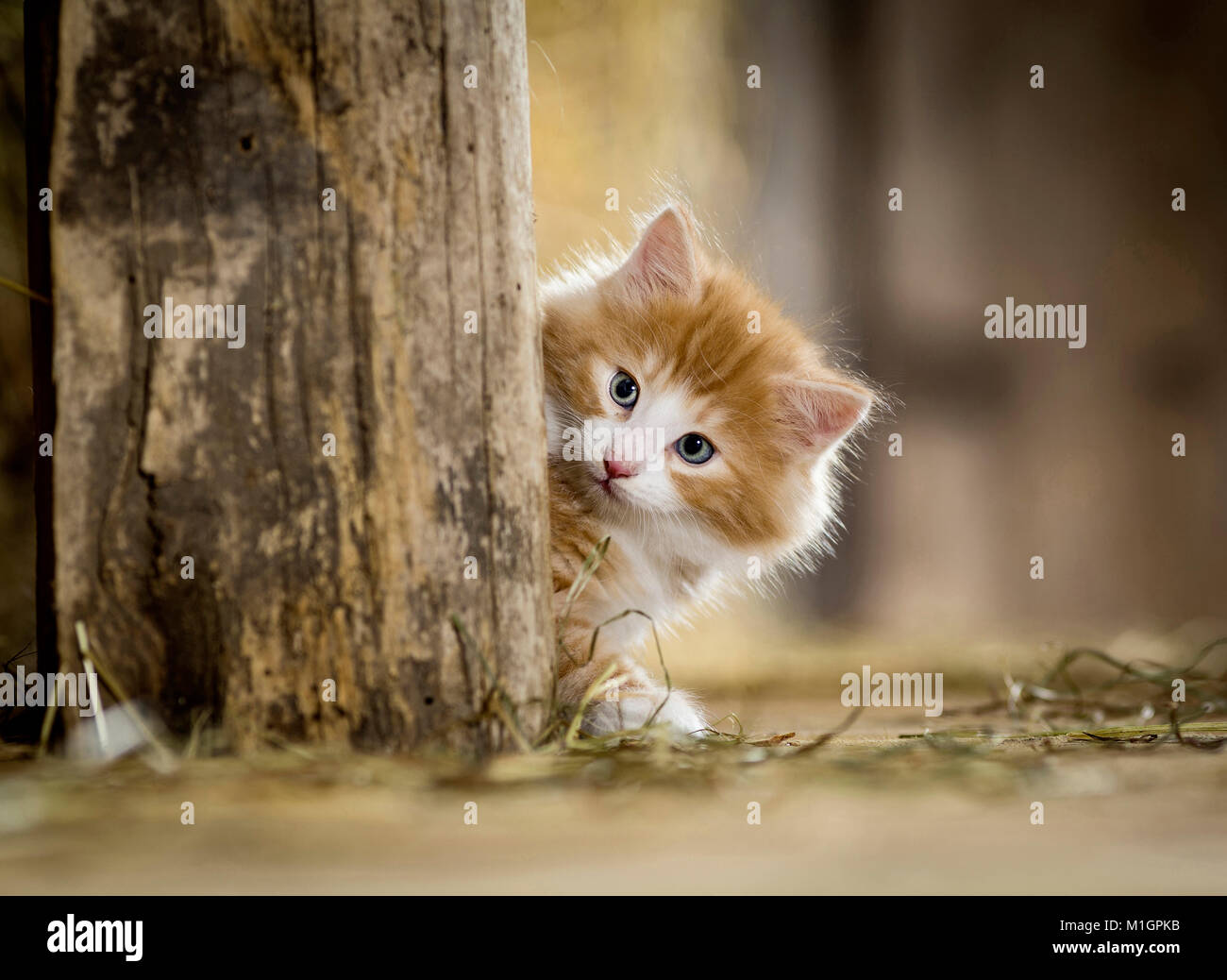 Norwegian Forest Cat. Kätzchen mit Blick hinter einen Holzbalken in einer Scheune. Deutschland Stockfoto