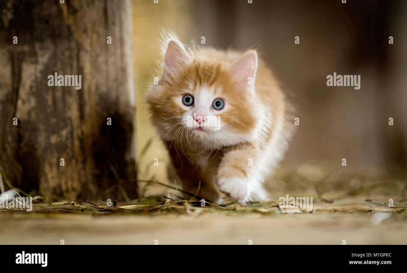 Norwegian Forest Cat. Kitten in einer Scheune, zu Fuß neben einen Holzbalken. Deutschland Stockfoto