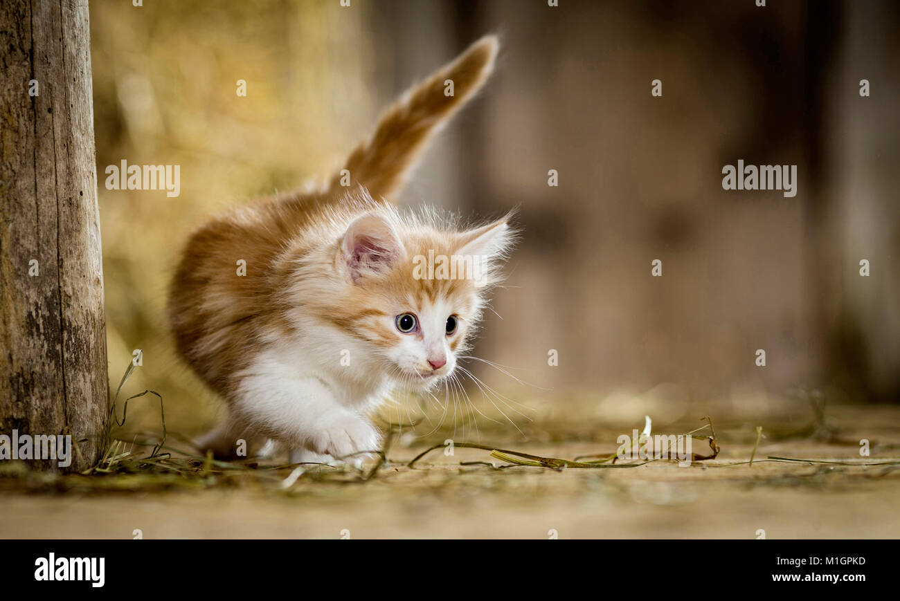 Norwegian Forest Cat. Kitten in einer Scheune, zu Fuß neben einen Holzbalken. Deutschland Stockfoto