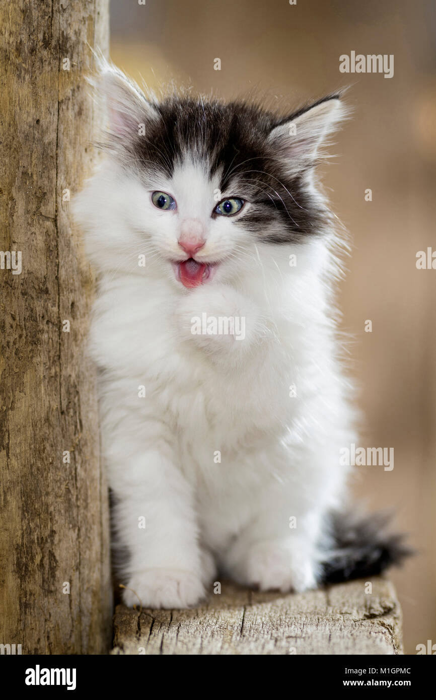 Norwegian Forest Cat. Kitten in einer Scheune, sitzend auf einen Holzbalken und miaut. Deutschland Stockfoto