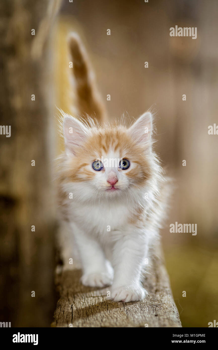 Norwegian Forest Cat. Kitten in einer Scheune, blancing auf einen Holzbalken. Deutschland Stockfoto