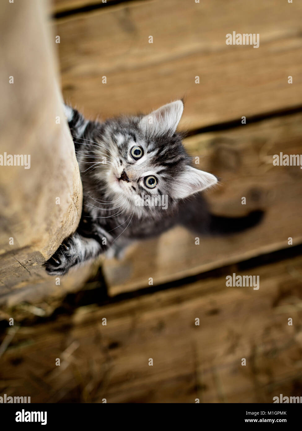 Norwegian Forest Cat. Kitten in einer Scheune, Klettern, einen Holzbalken, von oben gesehen. Deutschland Stockfoto