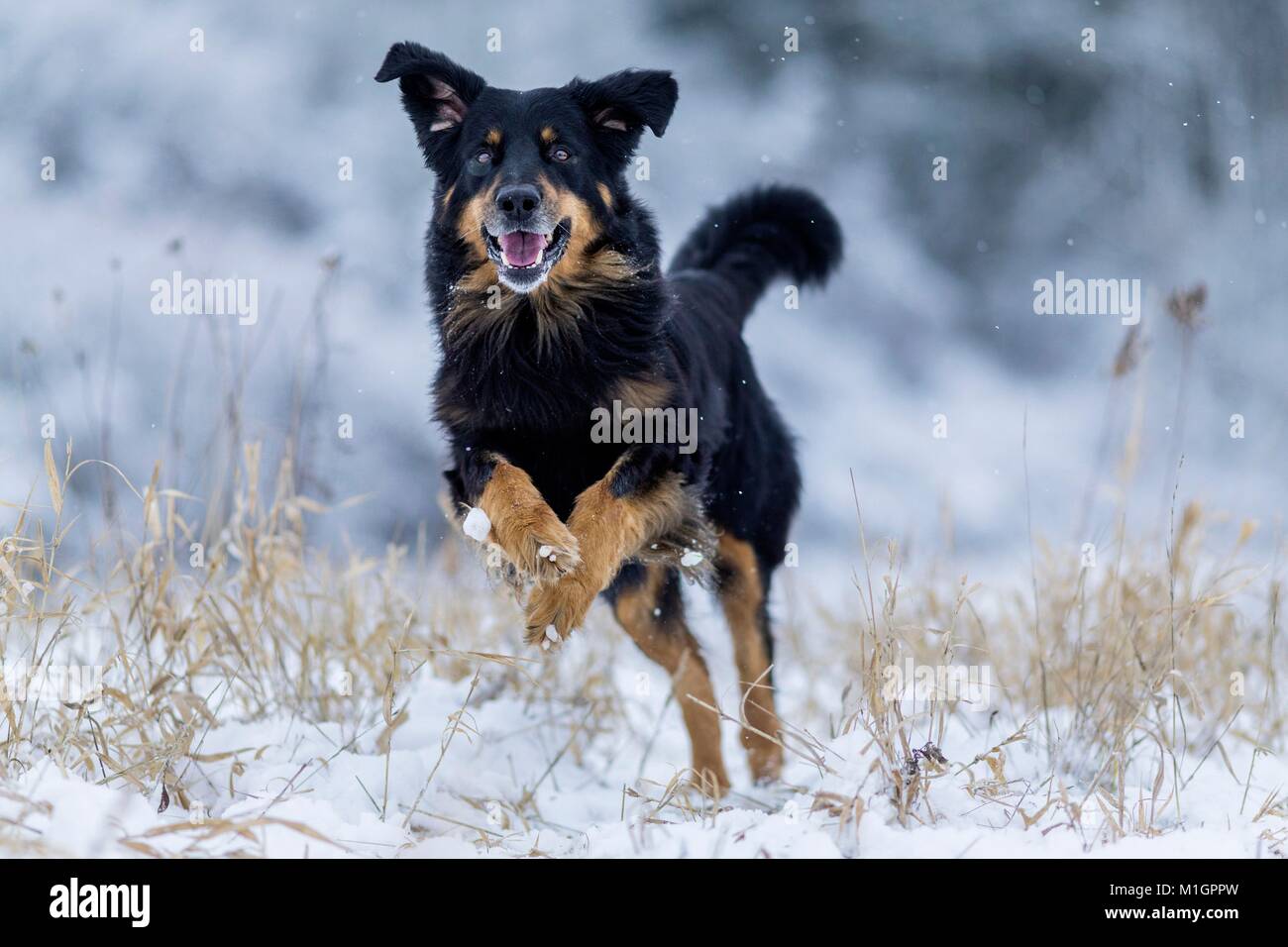 Hovawart. Erwachsener Hund läuft auf einem schneebedeckten Weide. Deutschland Stockfoto