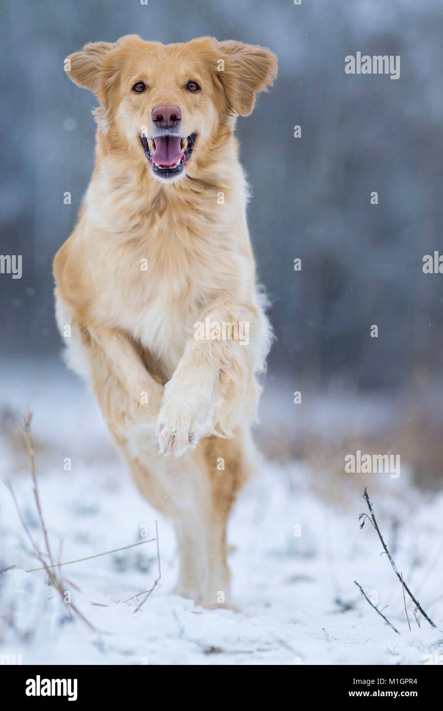 Hovawart. Erwachsener Hund läuft auf einem schneebedeckten Weide. Deutschland.. Stockfoto
