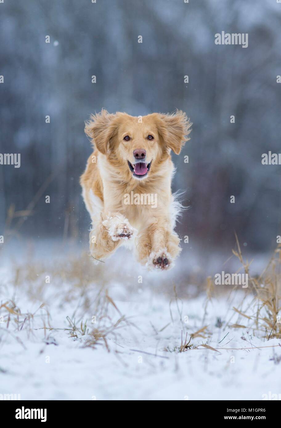 Hovawart. Erwachsener Hund läuft auf einem schneebedeckten Weide. Deutschland.. Stockfoto