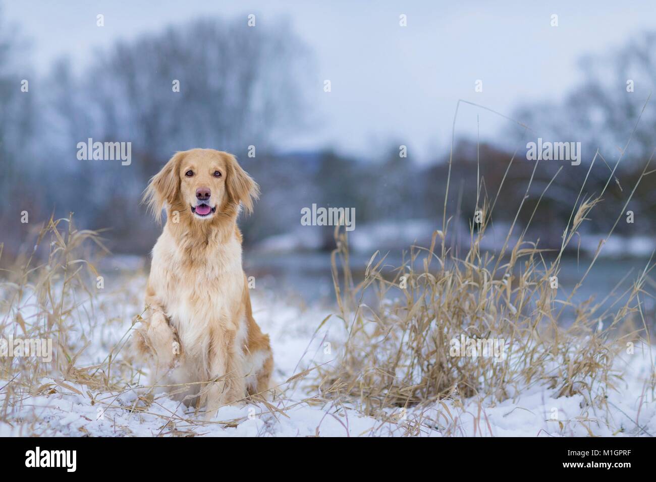 Hovawart. Erwachsener Hund sitzt auf einem verschneiten Weiden. Deutschland.. Stockfoto