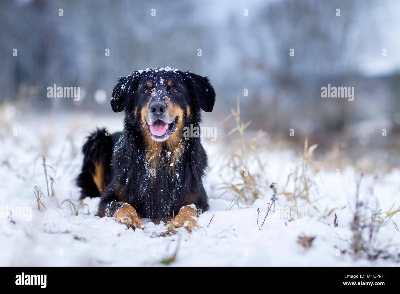 Hovawart. Erwachsener Hund liegend auf einem schneebedeckten Weide. Deutschland.. Stockfoto