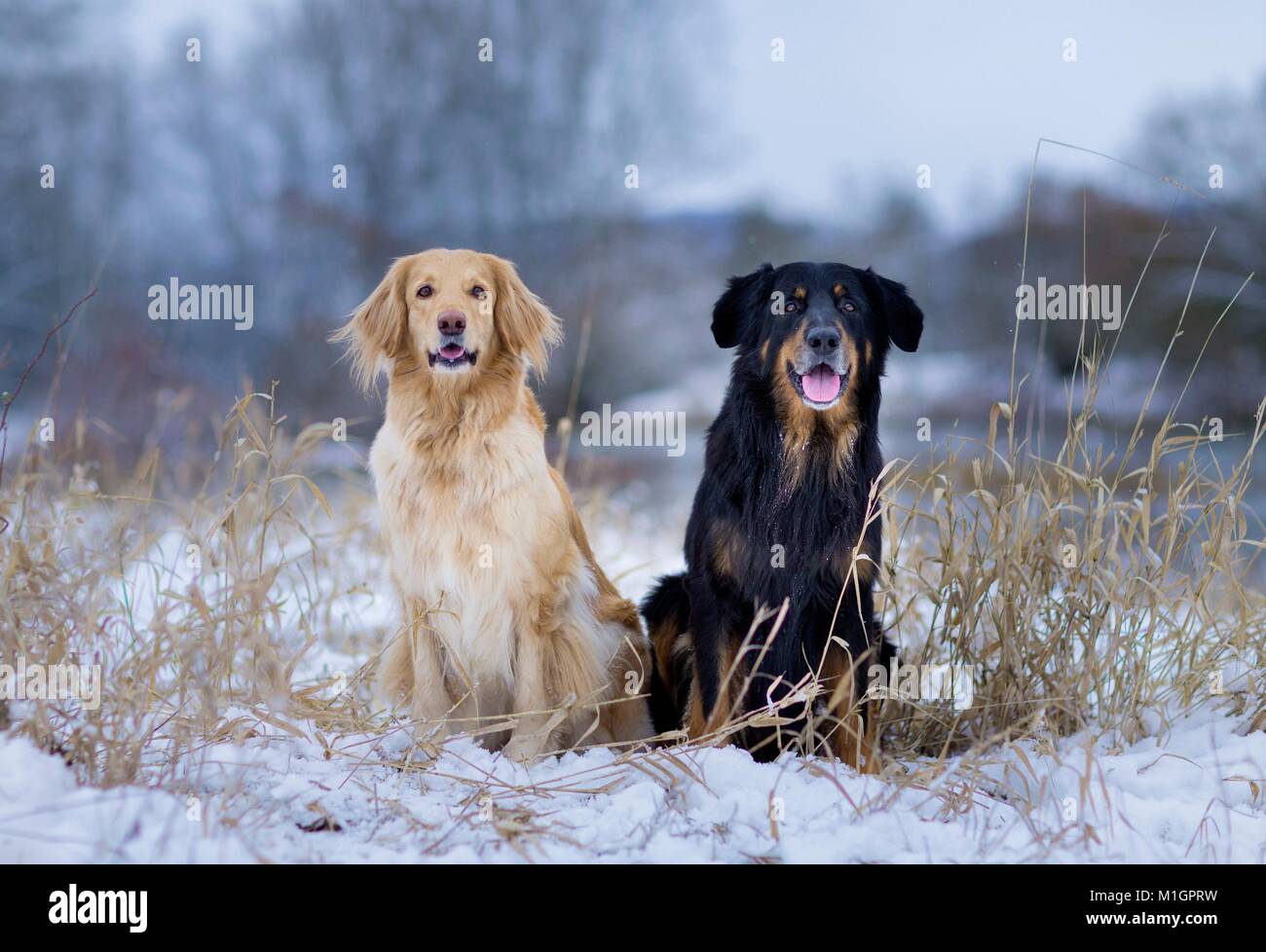 Hovawart. Paar erwachsene Hund sitzt auf einem verschneiten Weiden. Deutschland.. Stockfoto