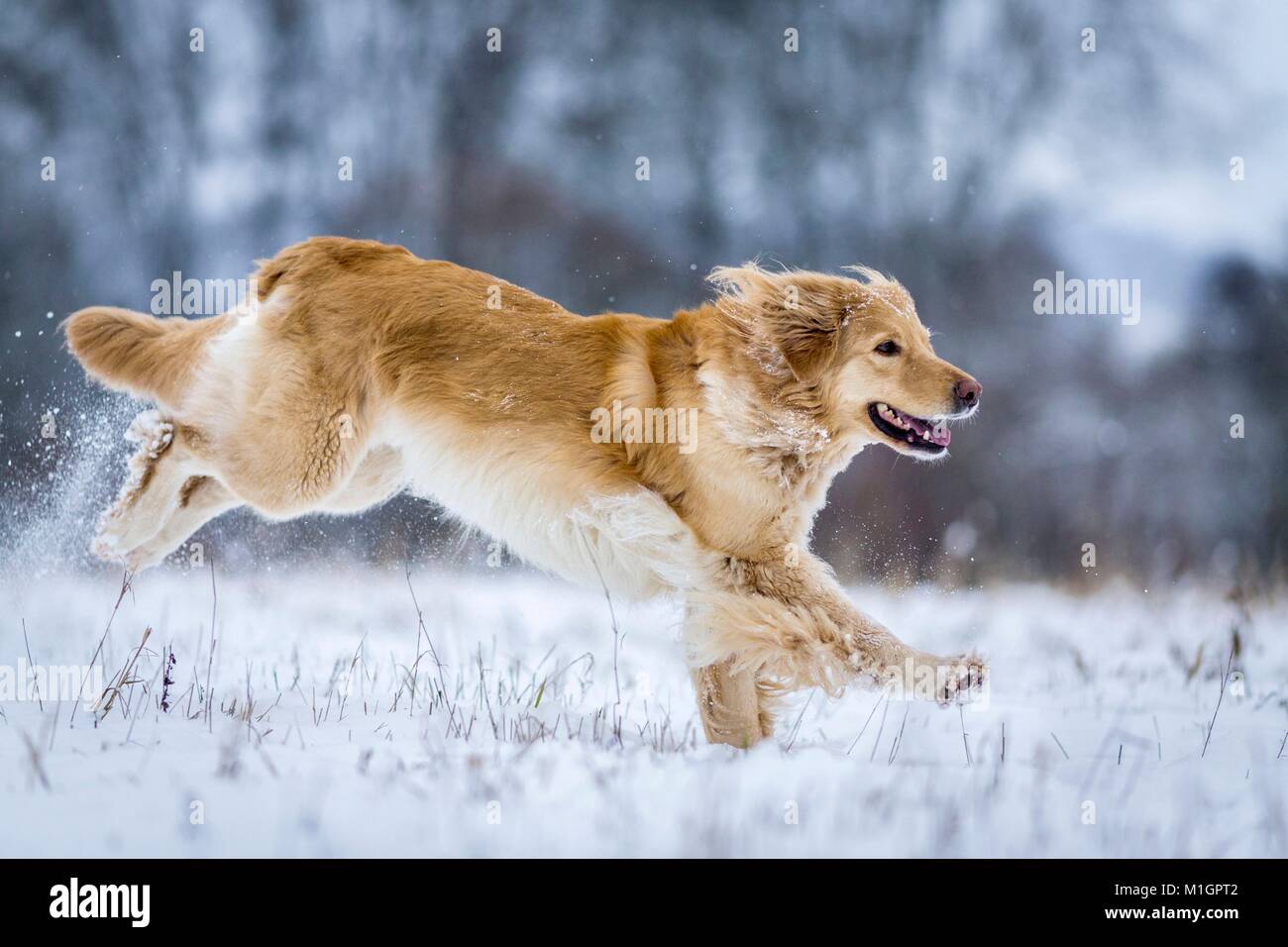 Hovawart. Erwachsener Hund läuft auf einem schneebedeckten Weide. Deutschland. Stockfoto