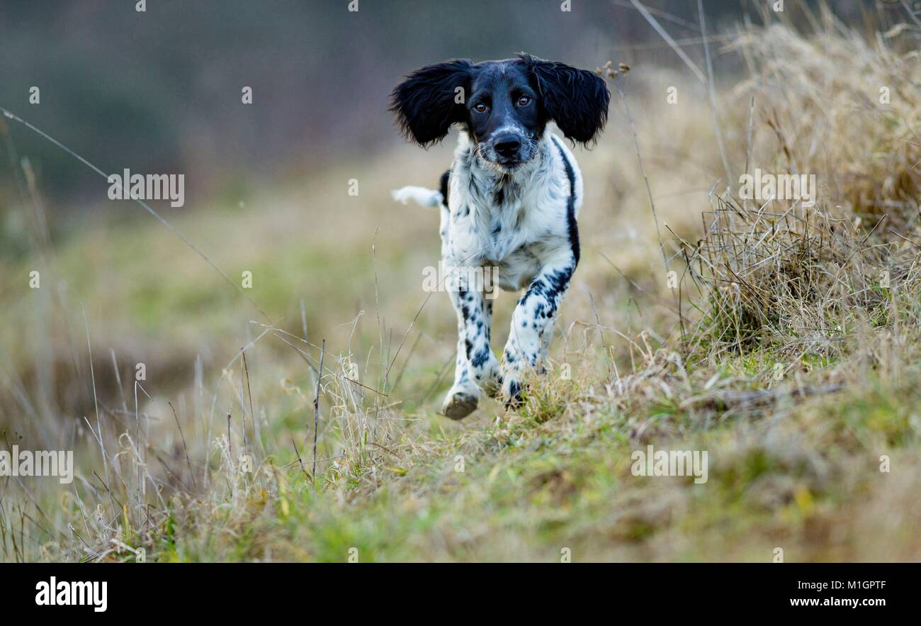 Große Mnsterlander. Kinder Hund auf einer Wiese. Deutschland Stockfoto