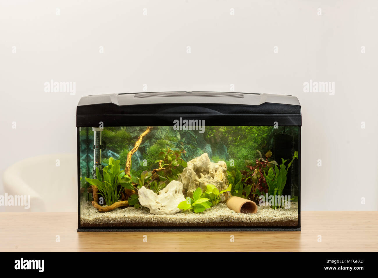 Tropische Süßwasser-Aquarium. Stockfoto