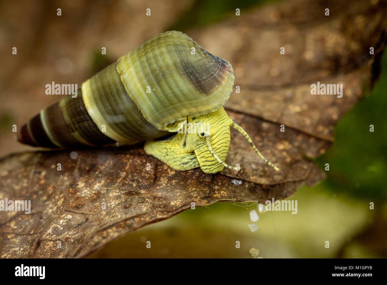 Indonesische Süßwasser Schnecke (Tylomelania sp. gelb) in ein Aquarium, auf Blatt Wurf unter Wasser Stockfotografie - Alamy