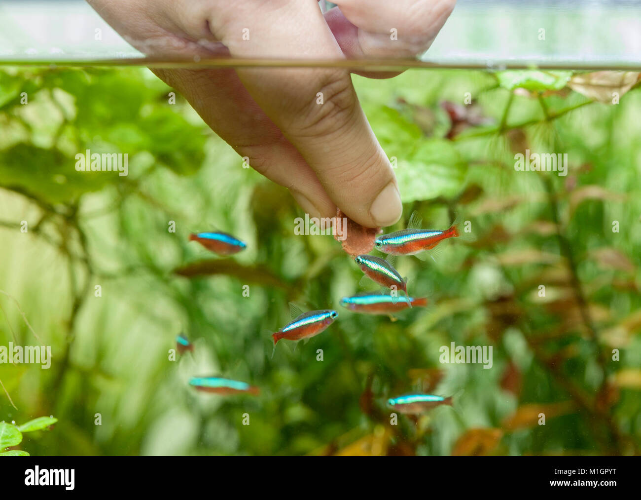 Kardinal Tetras Paracheirodon axelrodi). Shoal im Aquarium, von Hand gefüttert. Stockfoto