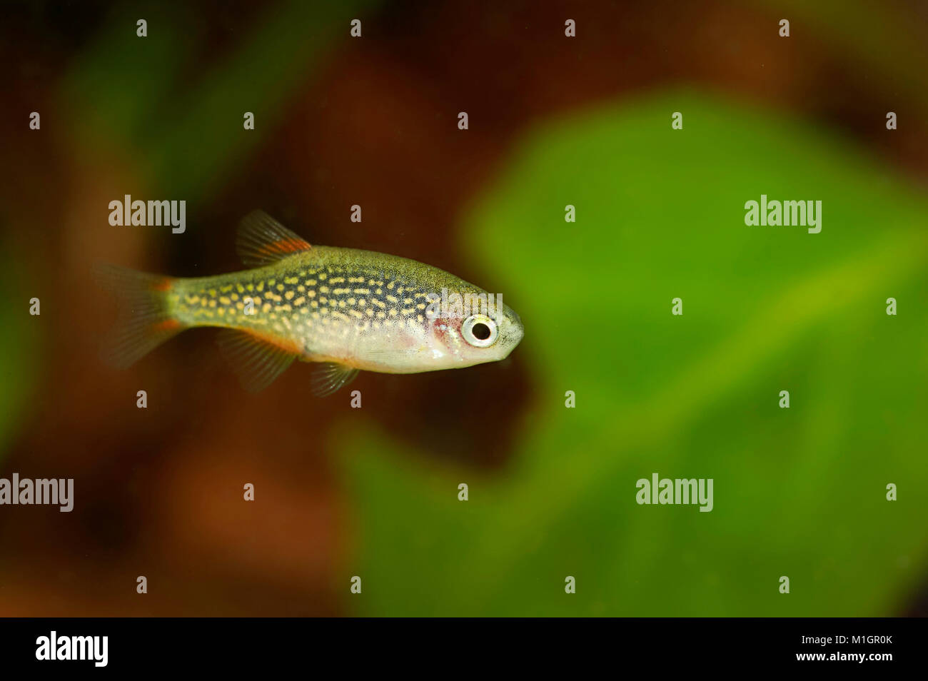 Celested Pearl Danio, Galaxy Rasbora (Danio margaritatus). Frauen in einem Aquarium. Stockfoto