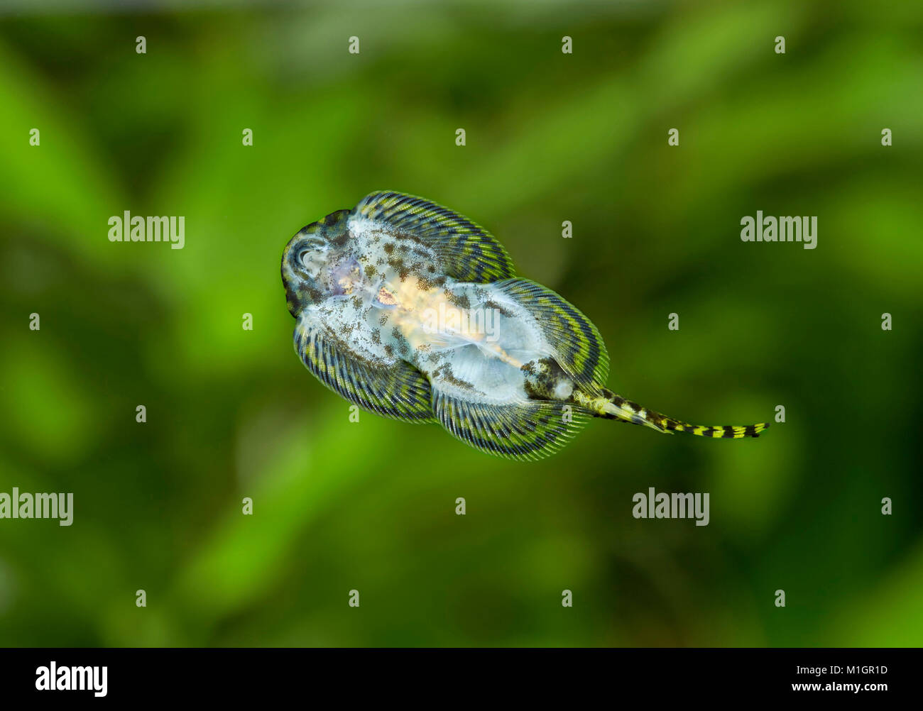 Fluss Loach, Lizardfish (balitoridae) in einem Aquarium Festhalten an Glas. Bauchflossen für Festhalten an Felsen verwendet, geändert. Stockfoto