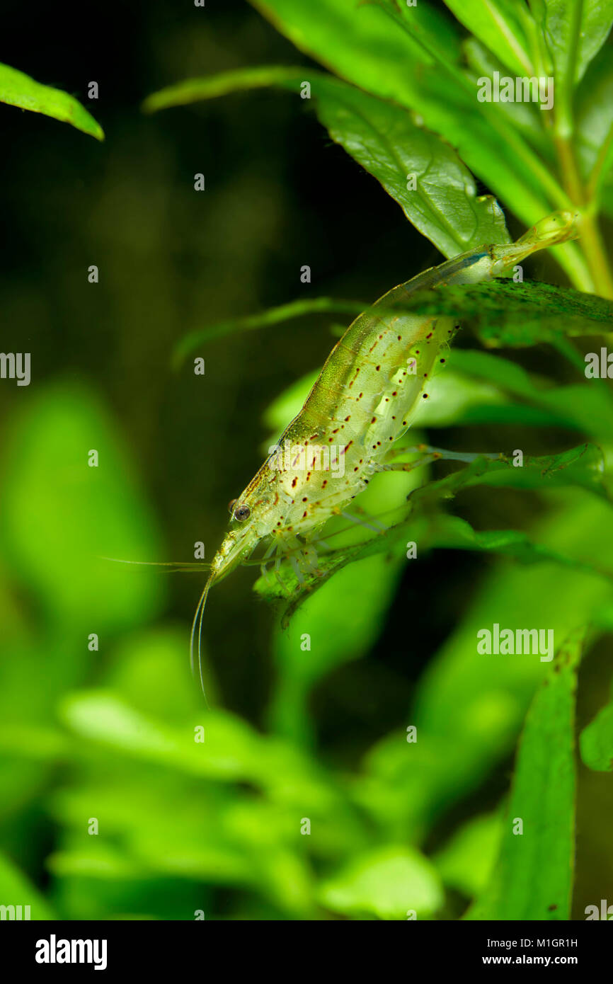 Yamato garnelen caridina multidentata -Fotos und -Bildmaterial in hoher ... Yamato garnelen caridina multidentata -Fotos und -Bildmaterial in hoher ...