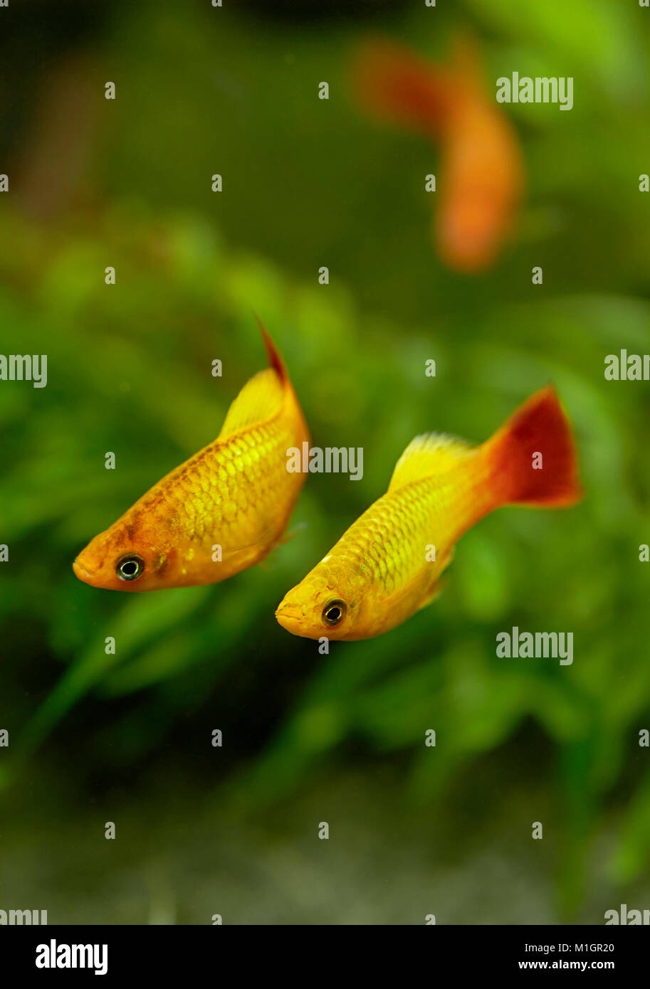 Gemeinsame Platy (Xiphophorus maculatus). Anzeige Paar in einem Aquarium. Stockfoto