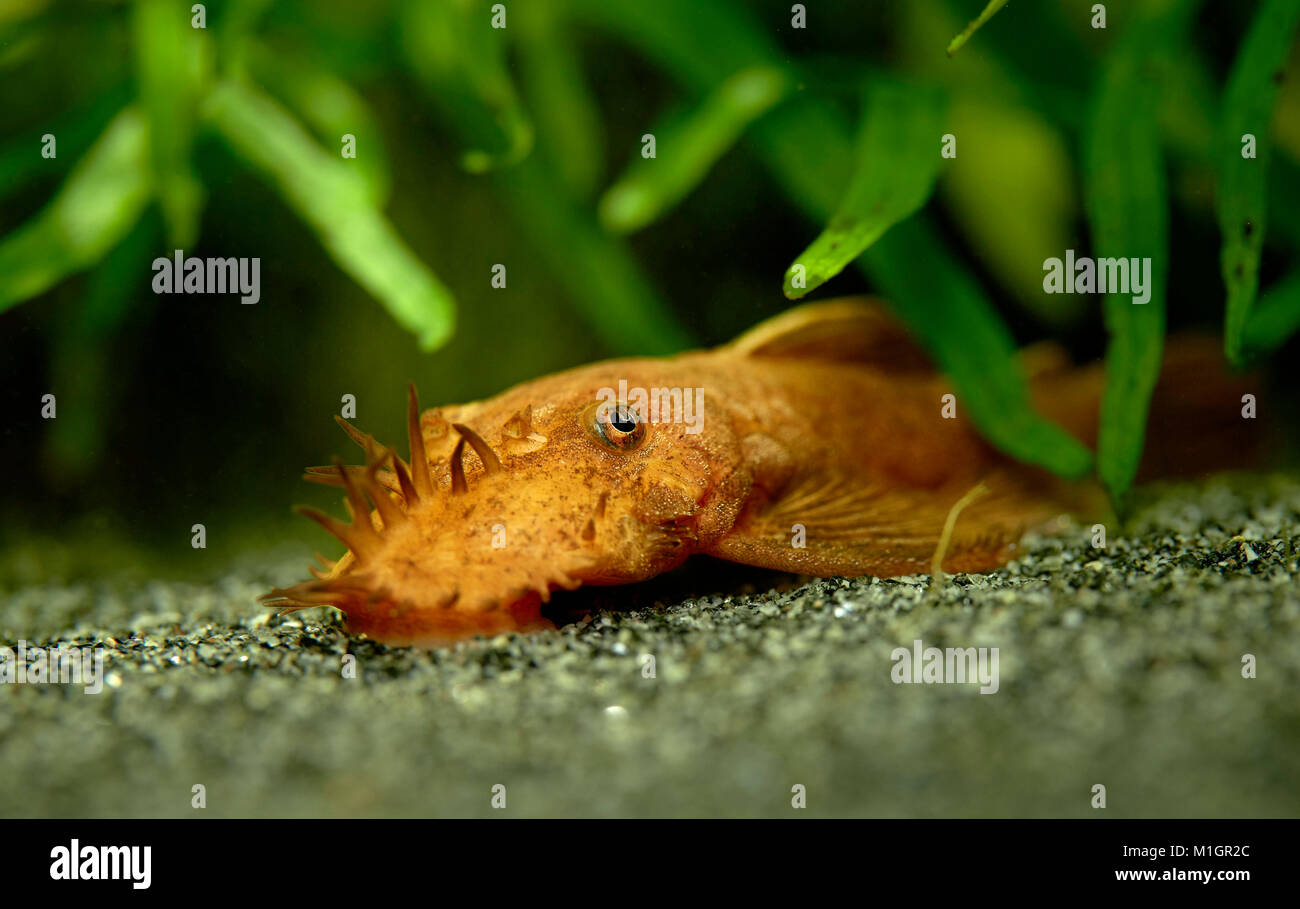 Red Sucker Wels (Ancistrus sp.). Männchen in einem Aquarium. Stockfoto