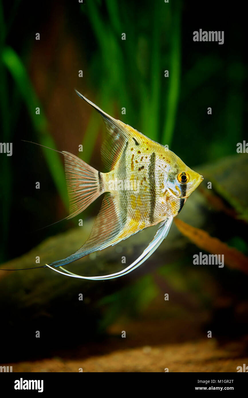 Freshwater Angelfish (Auchen Scalare) in einem Aquarium. Stockfoto