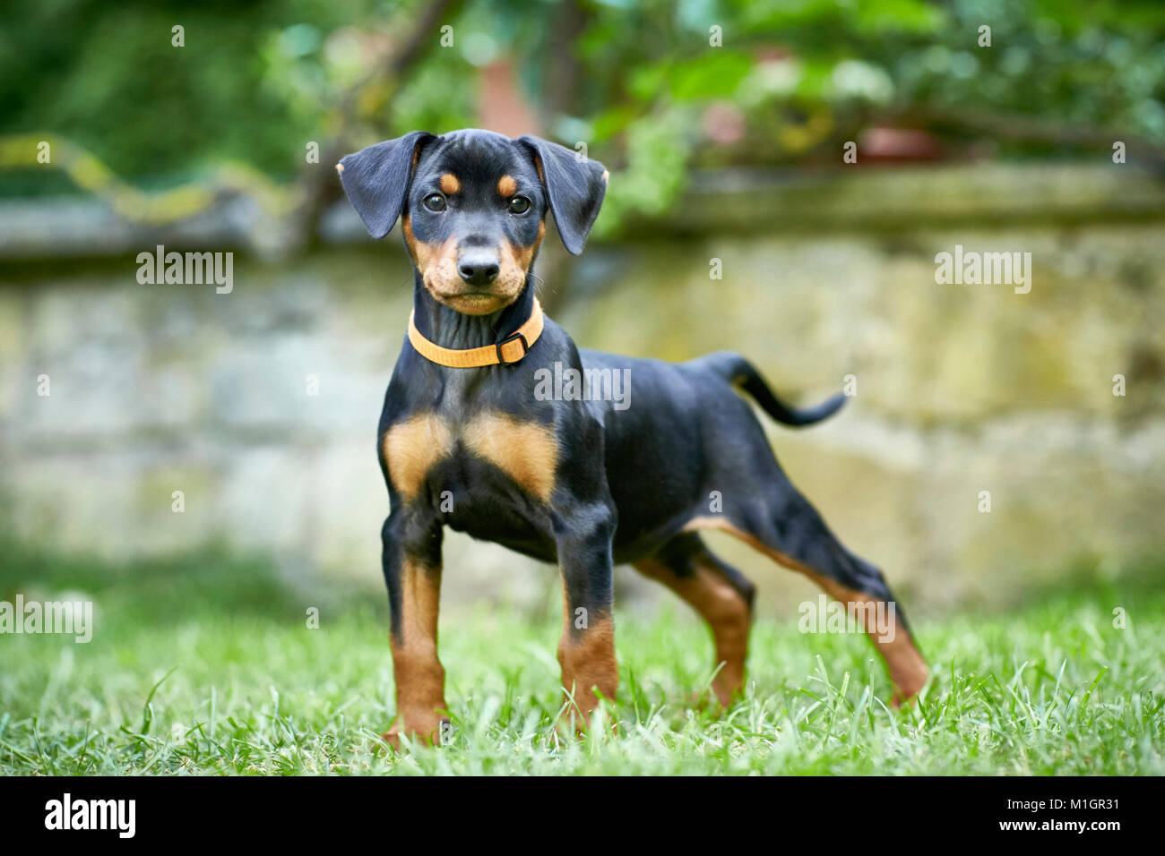 Deutsche Pinscher. Welpe, stehend auf einem Rasen. Deutschland.. Stockfoto