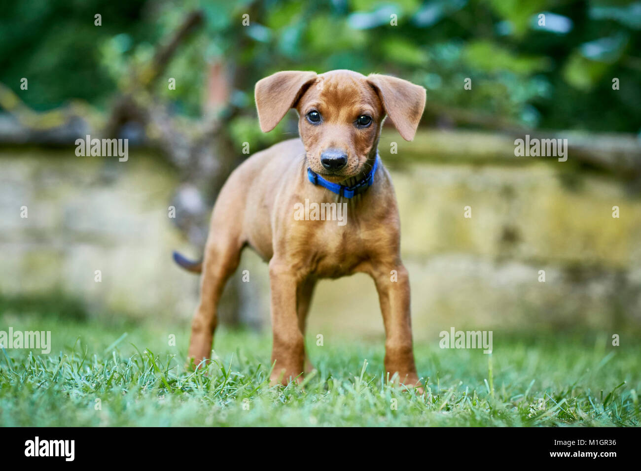 Deutsche Pinscher. Welpe, stehend auf einem Rasen. Deutschland.. Stockfoto