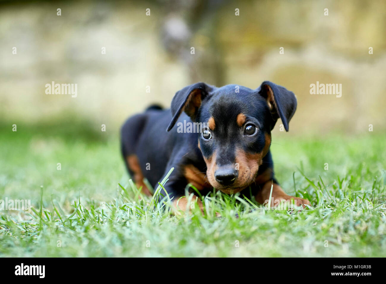 Deutsche Pinscher. Welpe liegend auf einem Rasen. Deutschland. Stockfoto