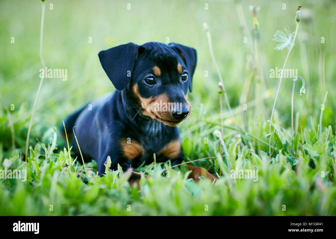 Deutsche Pinscher. Welpe liegend auf einer Wiese. Deutschland. Stockfoto