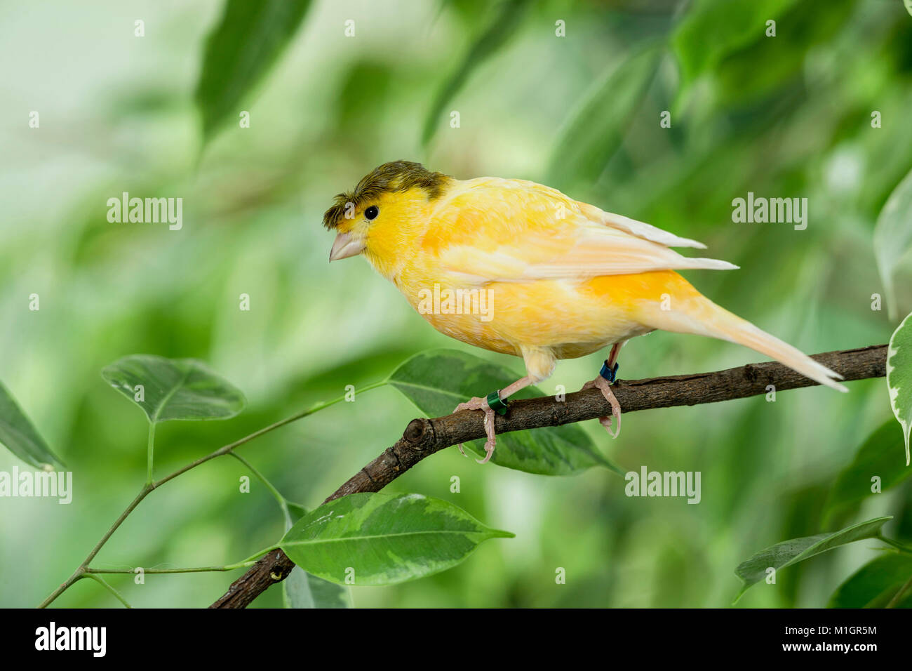 Inländische Kanarienvogel. Vogel auf einem Zweig Benjamin Abb. thront Crested. Deutschland Stockfoto
