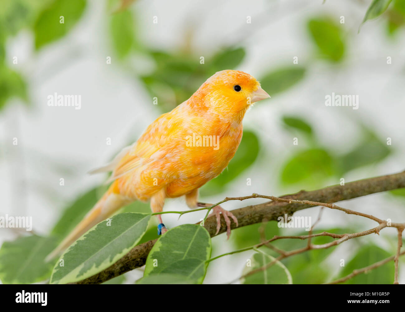 Inländische Kanarienvogel. Orange Vogel thront auf einem Benjamin Abb. Zweig. Deutschland Stockfoto