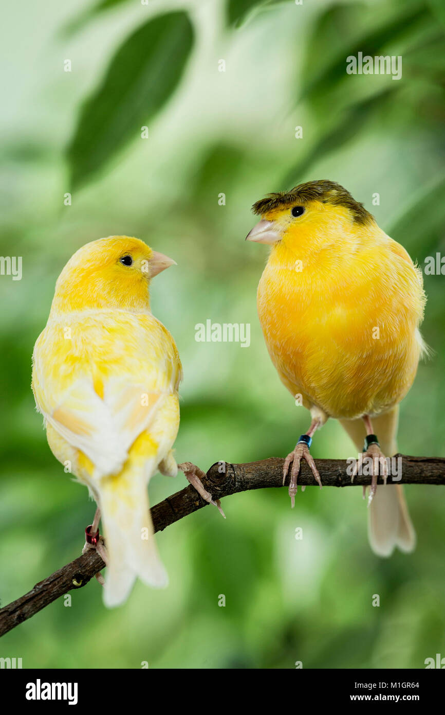 Inländische Kanarienvogel. Crested und gelbe Vogel auf einem Zweig Benjamin Abb. thront. Deutschland Stockfoto