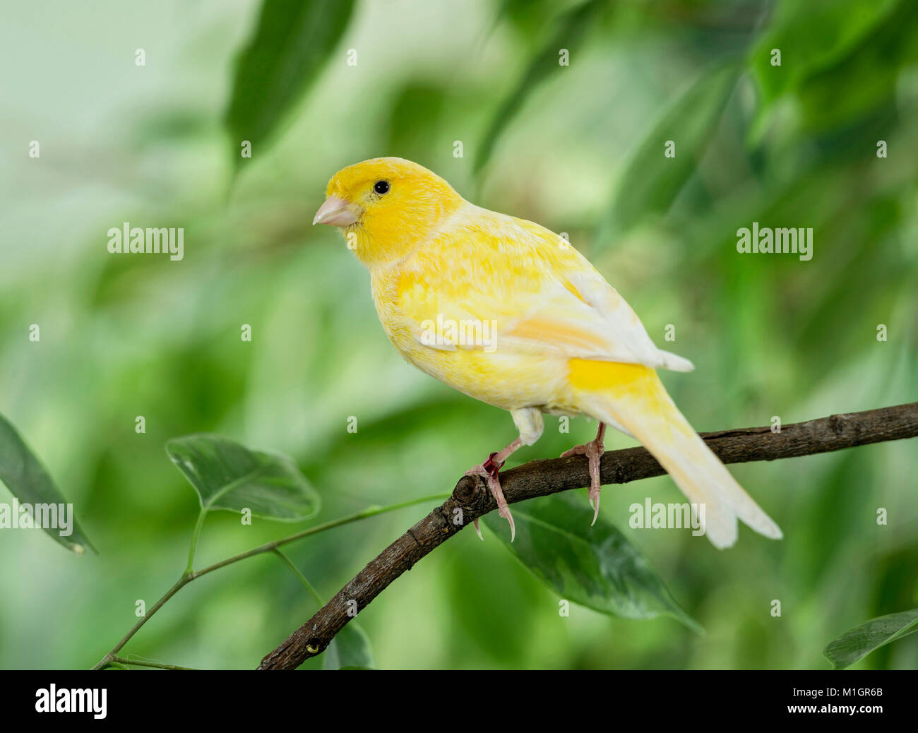 Inländische Kanarienvogel. Gelben Vogel auf einem Zweig Benjamin Abb. thront. Deutschland. Stockfoto