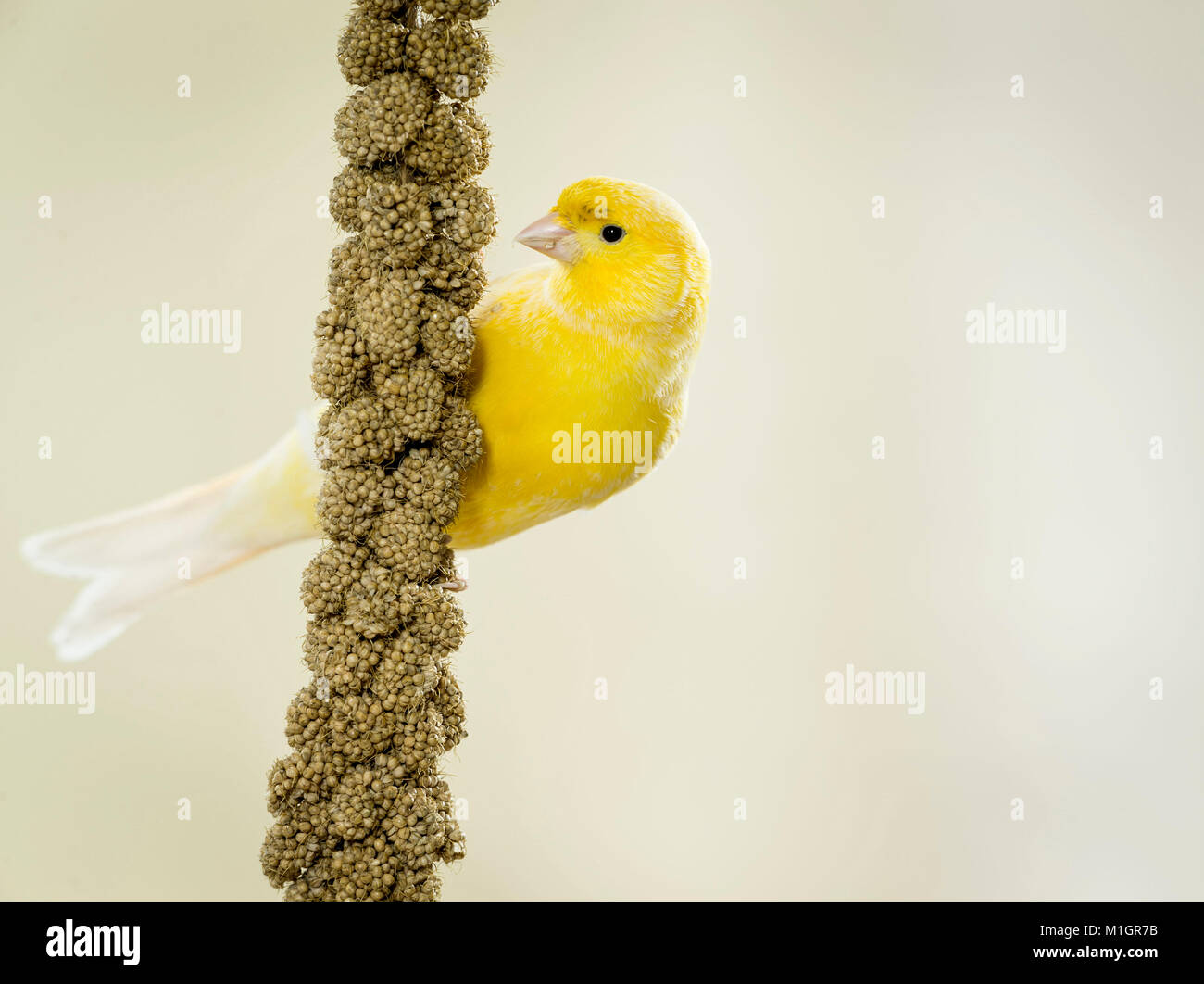 Inländische Kanarienvogel. Yellow Bird Festhalten an einem Hirse Spray. Deutschland. Stockfoto