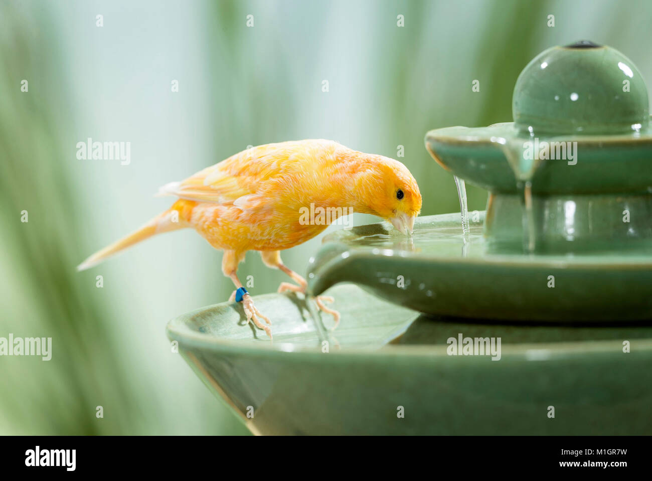 Inländische Kanarienvogel. Orange Vogel trinken von zimmerbrunnen. Deutschland Stockfoto