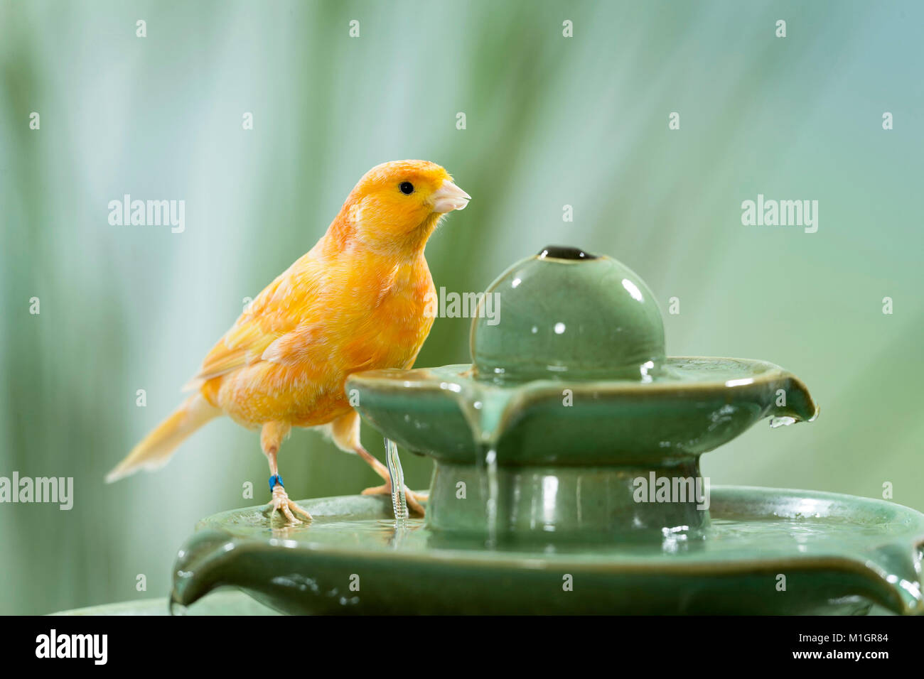 Inländische Kanarienvogel. Orange Vogel trinken von zimmerbrunnen. Deutschland Stockfoto