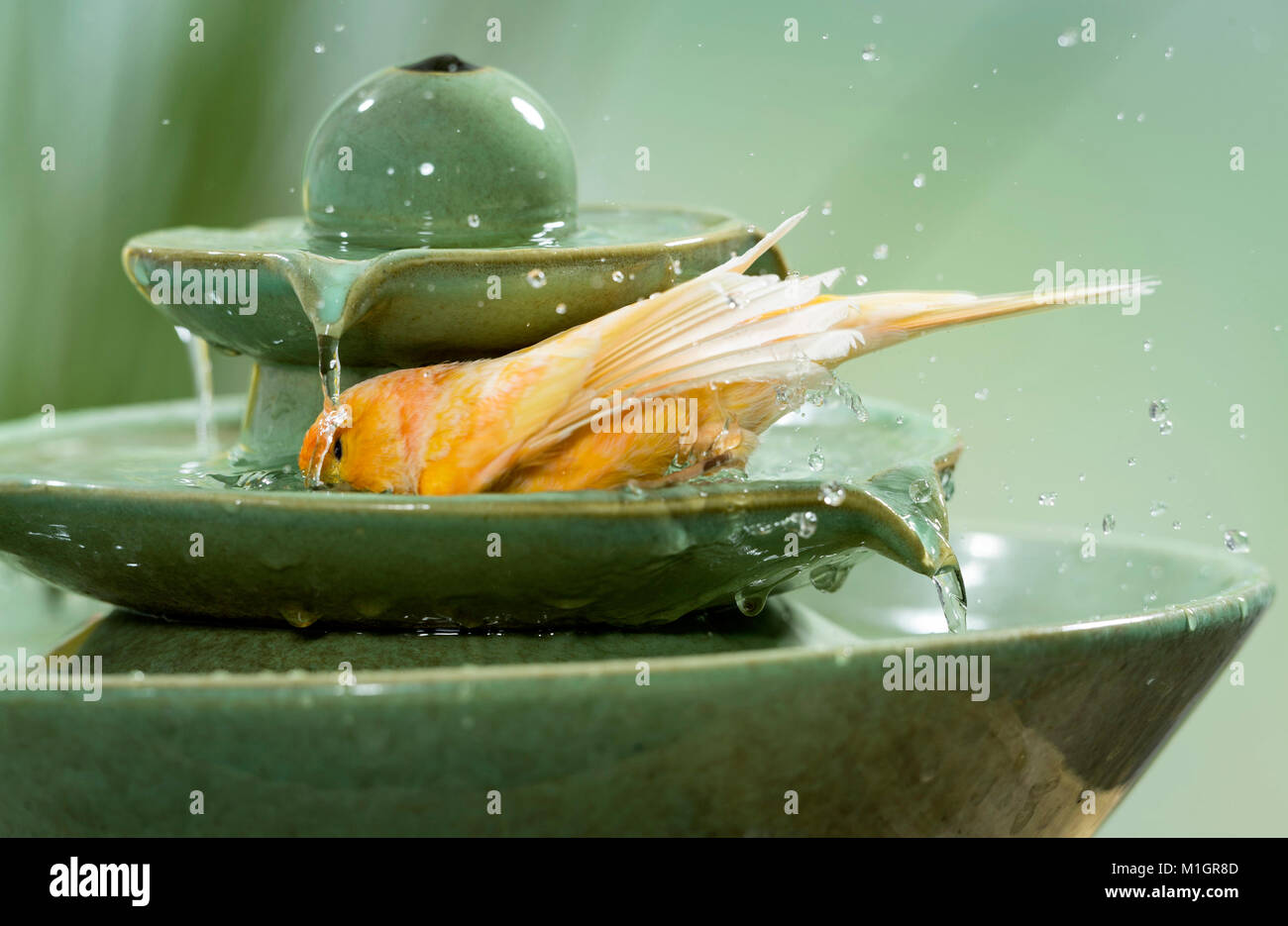 Inländische Kanarienvogel. Orange Vogel baden im Hallenbad Brunnen. Deutschland Stockfoto