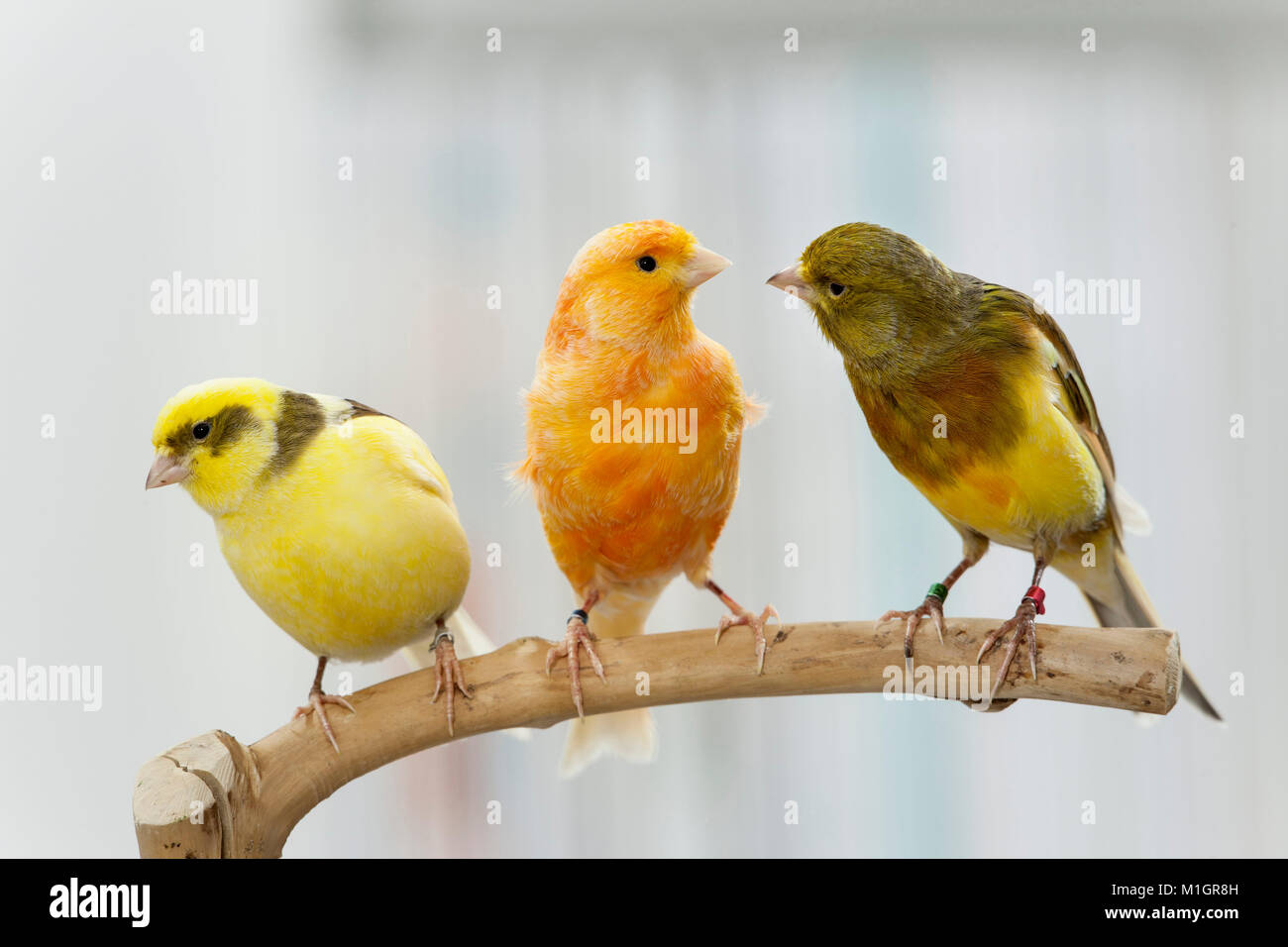 Inländische Kanarienvogel. Drei Vögel verschiedener Farbe auf einem Zweig thront. Deutschland Stockfoto