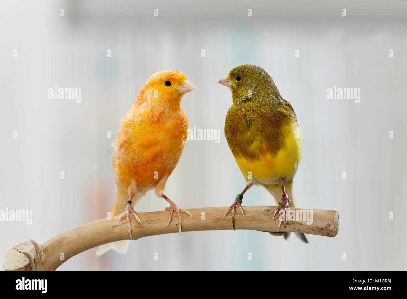Inländische Kanarienvogel. Zwei Vögel verschiedener Farbe auf einem Zweig thront. Deutschland Stockfoto