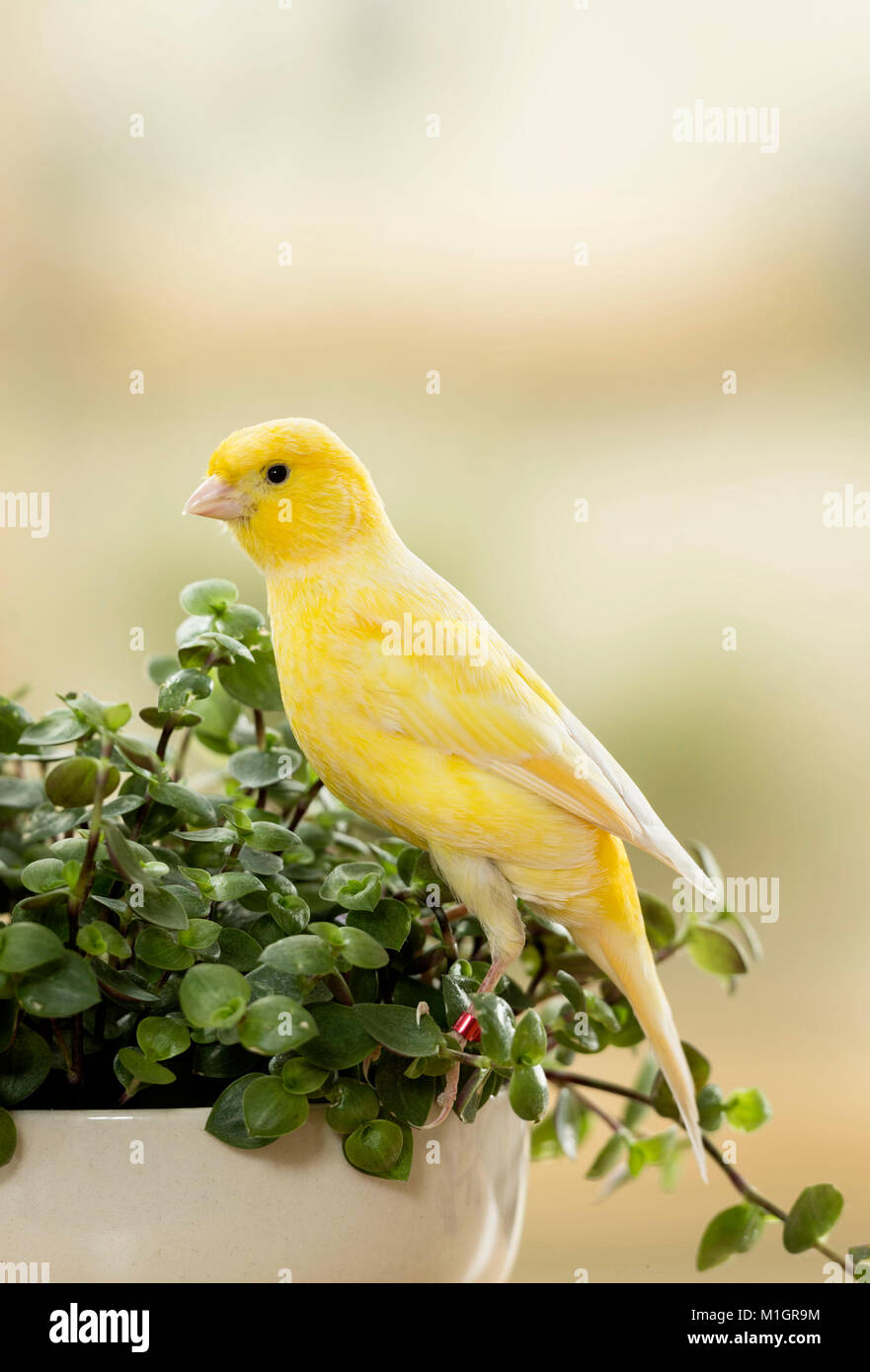 Inländische Kanarienvogel. Nach Vogel essen Bolivianischen Jude. Deutschland Stockfoto