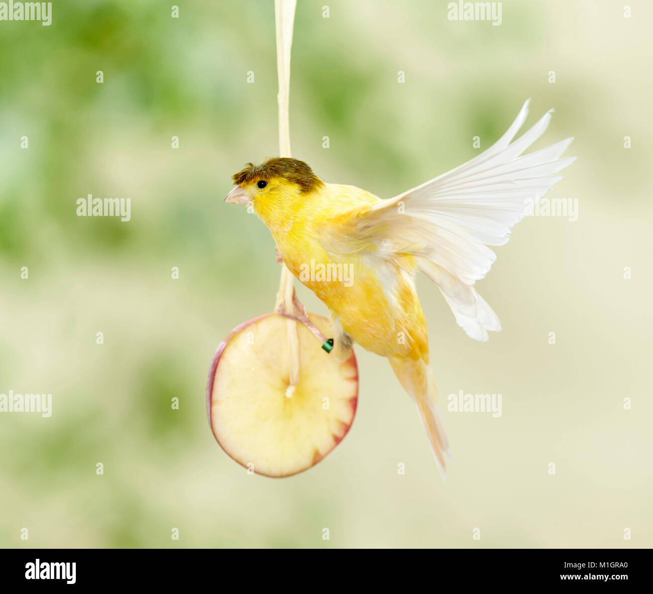 Inländische Kanarienvogel. Crested Vogel auf einem Apple Slice, hängend an einer Schnur. Deutschland Stockfoto