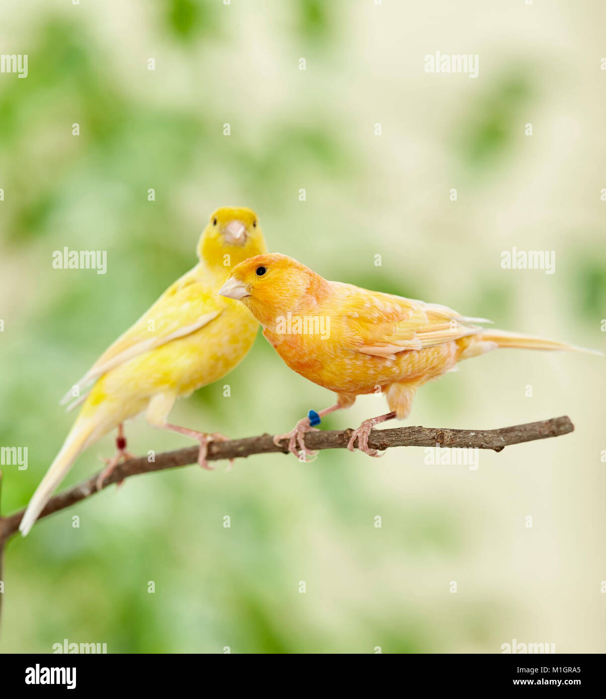 Inländische Kanarienvogel. Zwei Vögel verschiedener Farbe auf einem Zweig thront. Deutschland Stockfoto