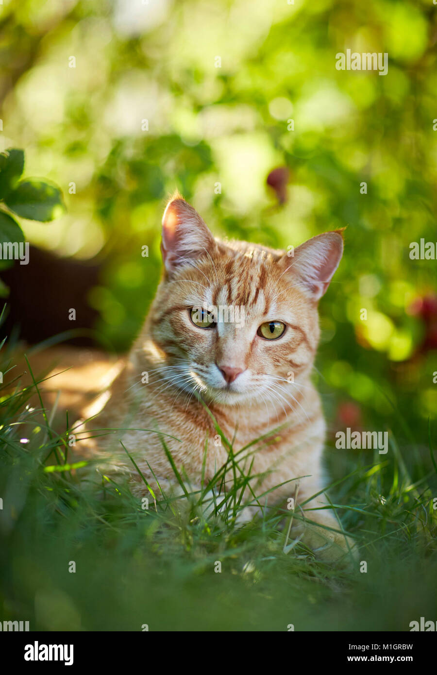 Hauskatze. Red Tabby Erwachsener im Gras liegen. Deutschland. Stockfoto