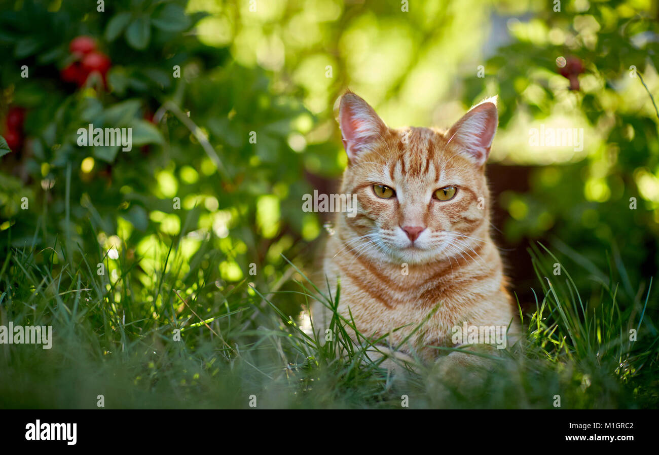 Hauskatze. Red Tabby Erwachsener im Gras liegen. Deutschland Stockfoto