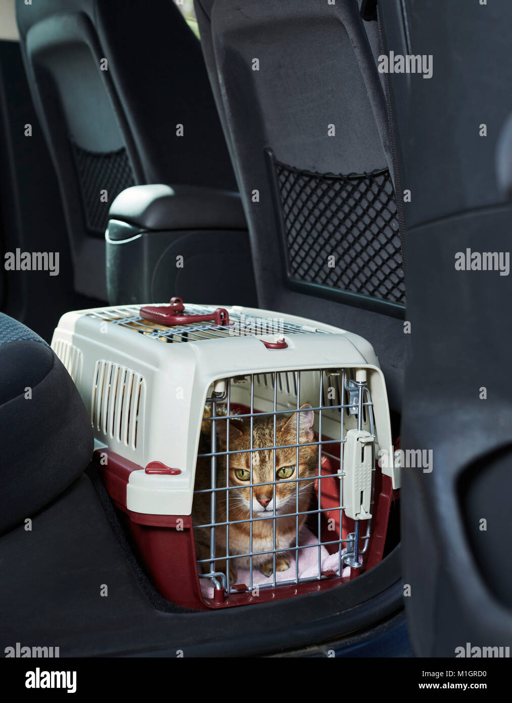 Hauskatze. Tabby Erwachsenen in einem PET-Träger in einem Auto. Deutschland Stockfoto