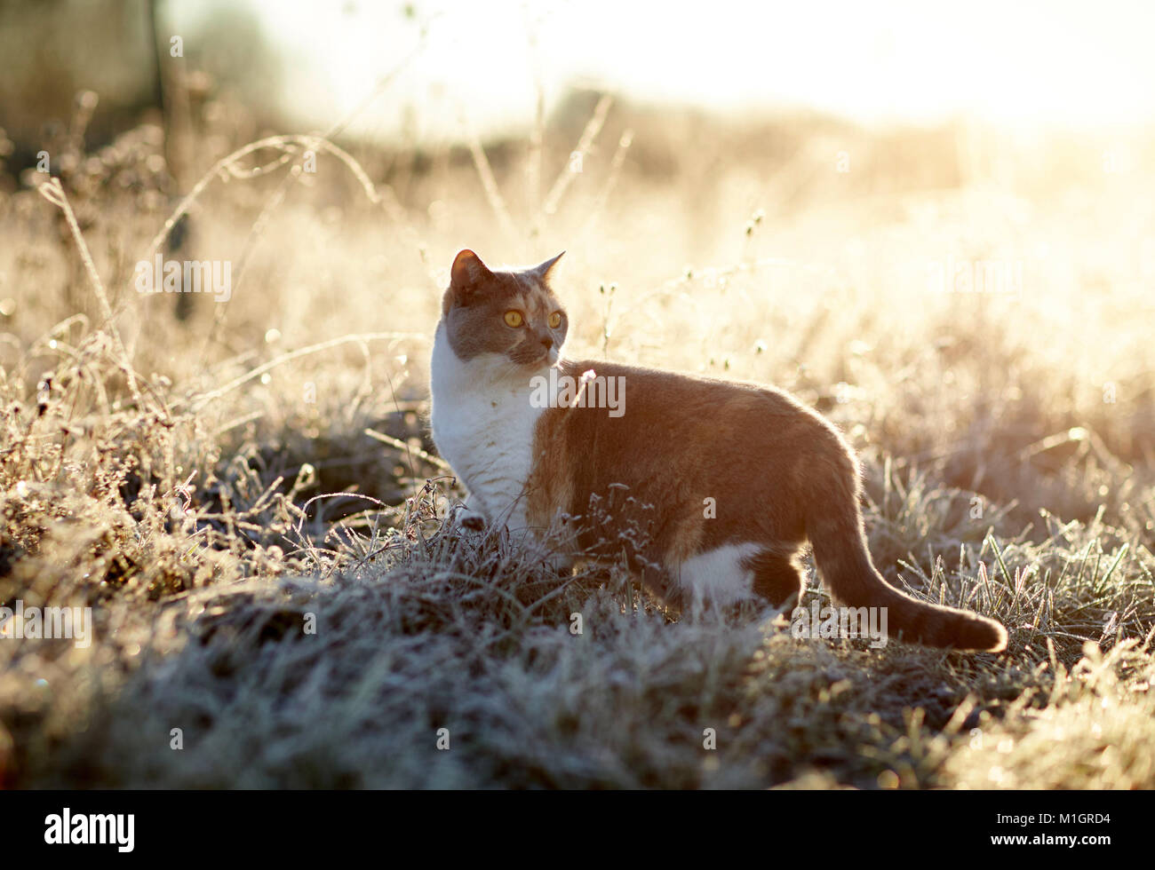 Britisch Kurzhaar. Erwachsene Katze an einem frostigen Morgen im Garten. Deutschland Stockfoto