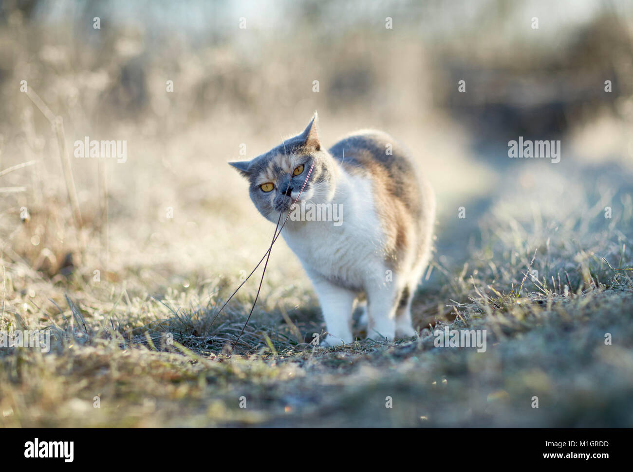 Britisch Kurzhaar Erwachsene Katze An Einem Frostigen